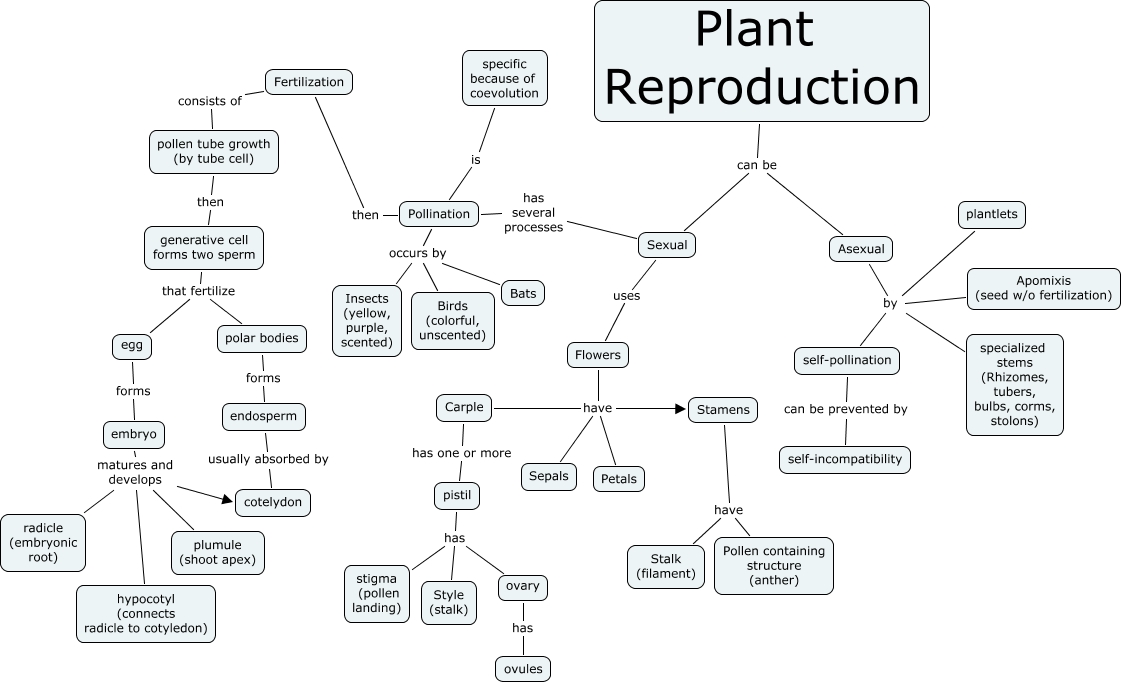Plant Reproduction 3352